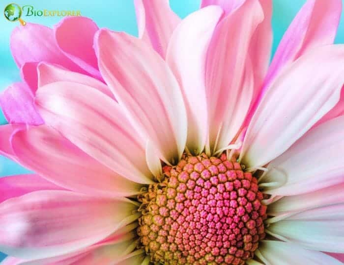 Pink Daisy Flower