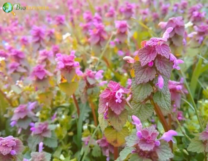 Pink Dead Nettle Flowers