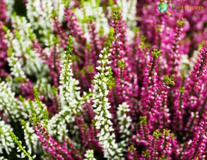 Pink Erica Flowers