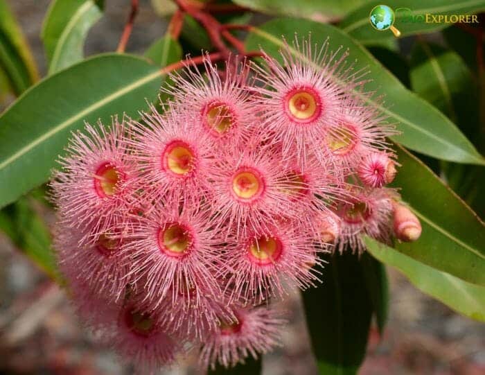 Pink Eucalyptus Flowers