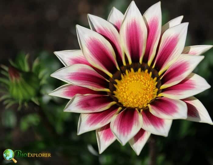 Pink Gazania Flower