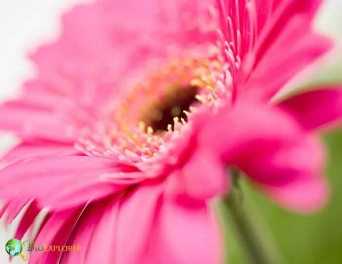 Pink Gerbera Flower