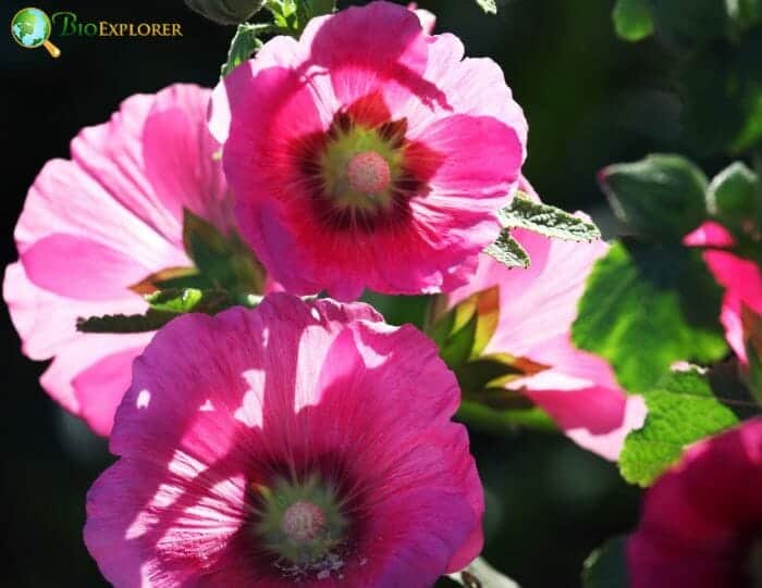 Pink Hollyhock Flowers