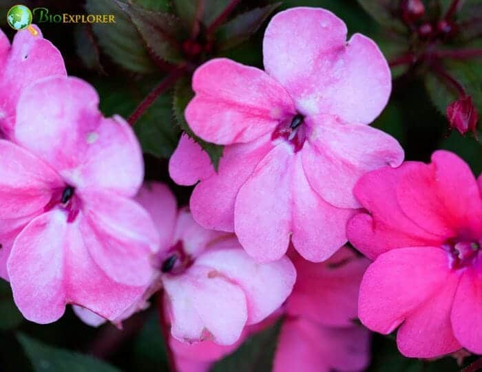 Pink Impatiens Flowers