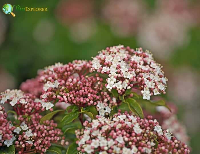 Pink Laurestine Flowers