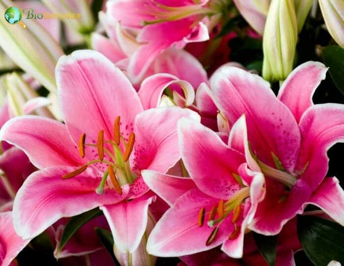 Pink Lily Flowers