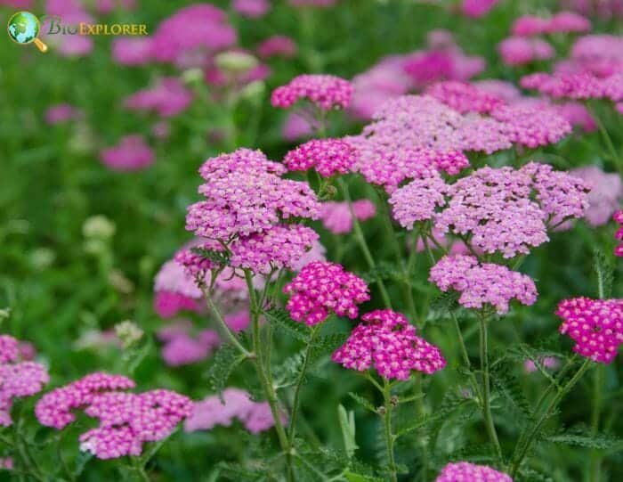 Pink Milfoil Flowering Plants