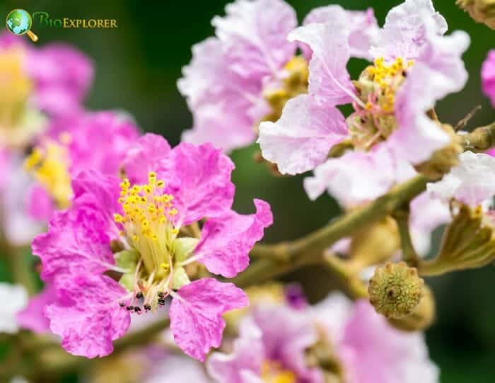 Pink Myrtle Flowers