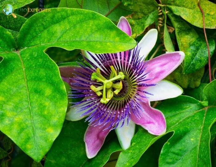 Pink Passionflower