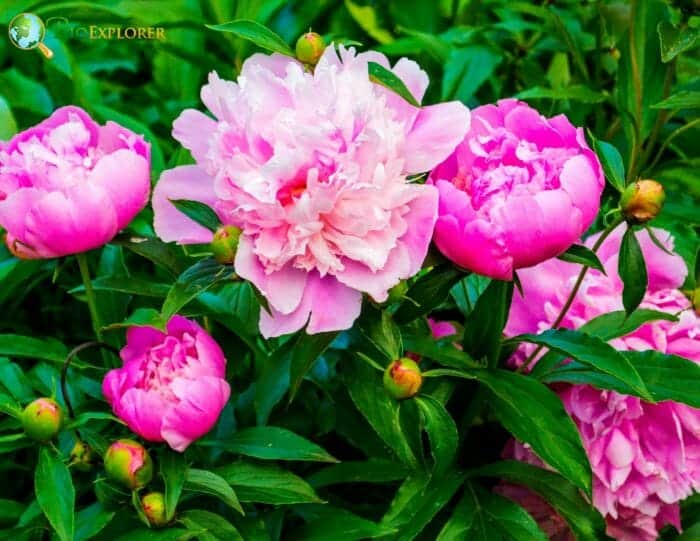 Pink Peony Flowers