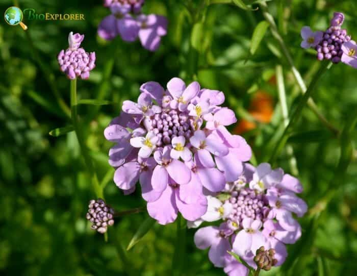 Pink Persian Candytuft Flowers