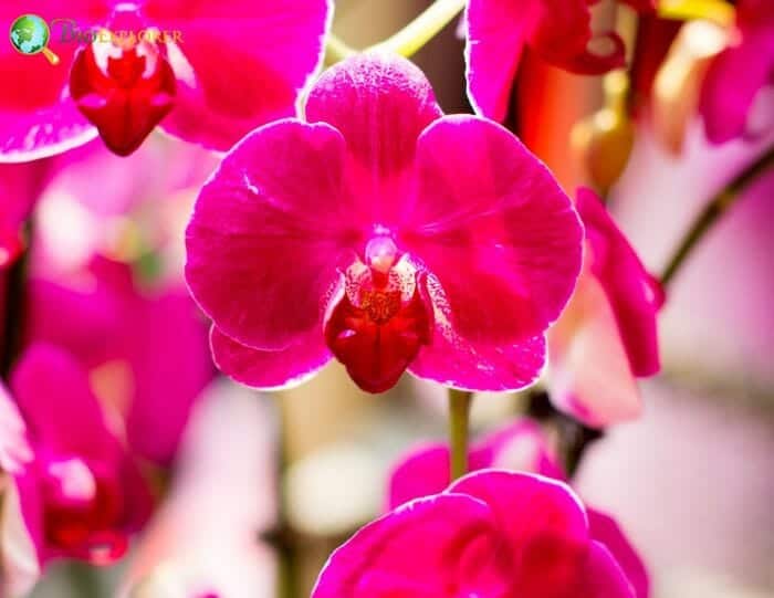 Pink Phalaenopsis Flowers