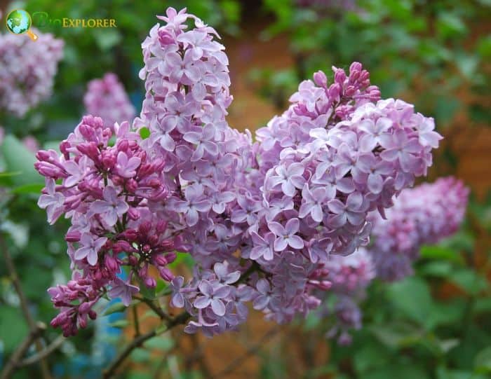 Pink Syringa Flowers