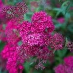 Pink Alyssum Flowers