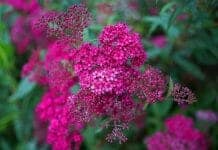 Pink Alyssum Flowers