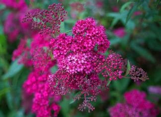 Pink Alyssum Flowers