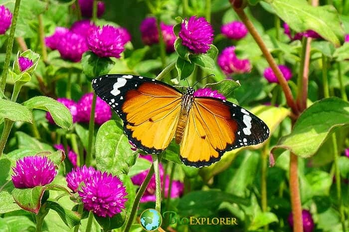 Pink Amarnath Flowers