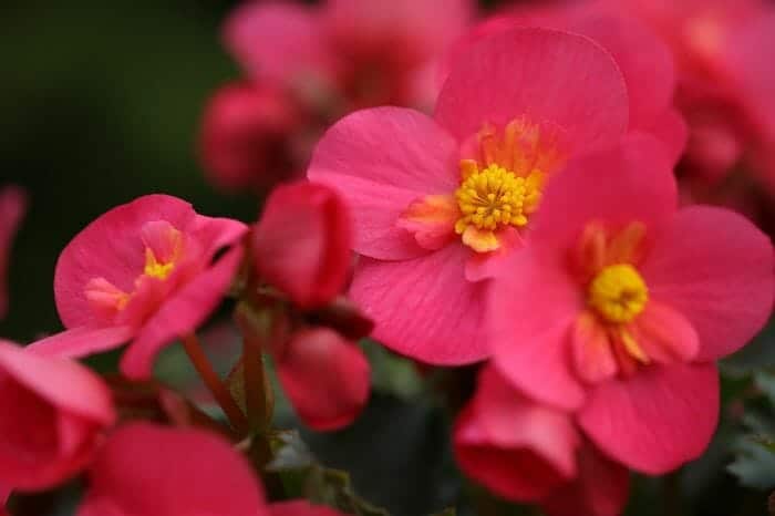 Pink Begonia Flower