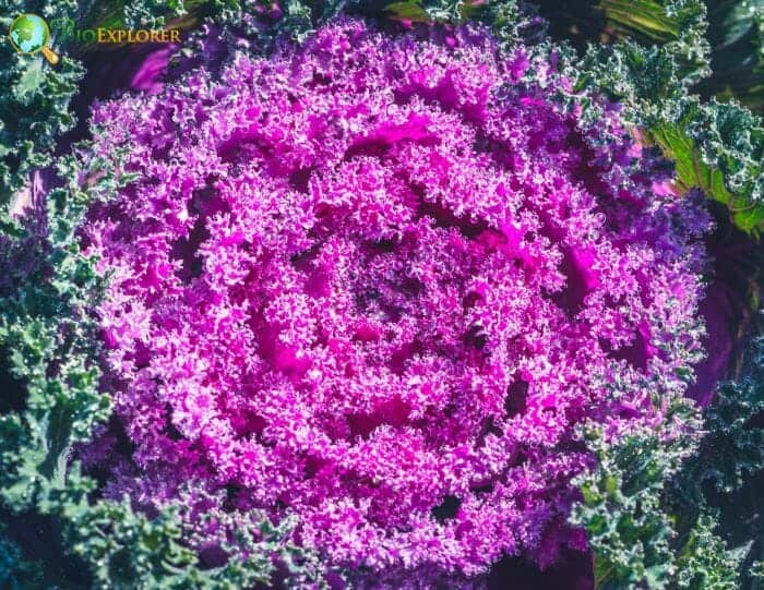 Pink Cabbage Flowers