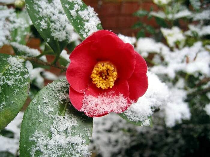 Pink Camellia Flower