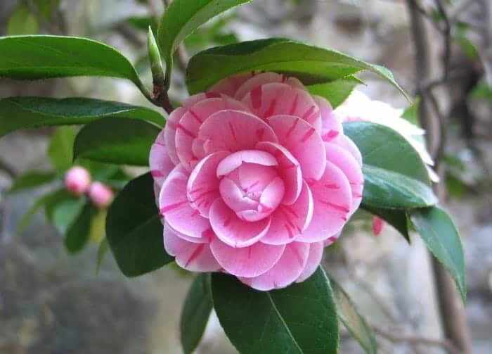 Pink Camellia Flower