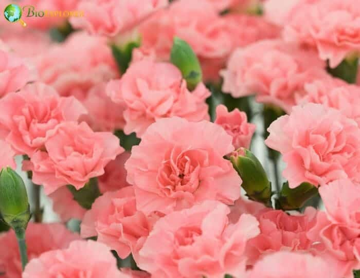 Pink Carnation Flowers