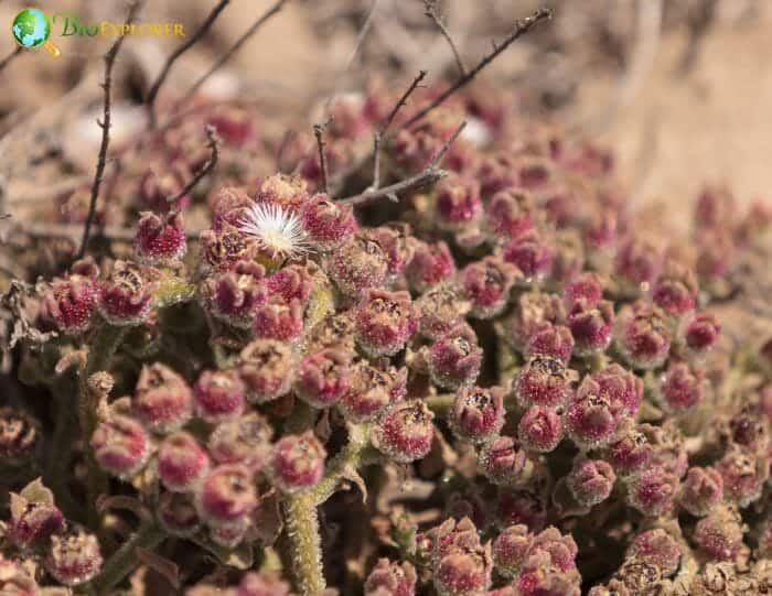 Pink Ice Plant Flowers