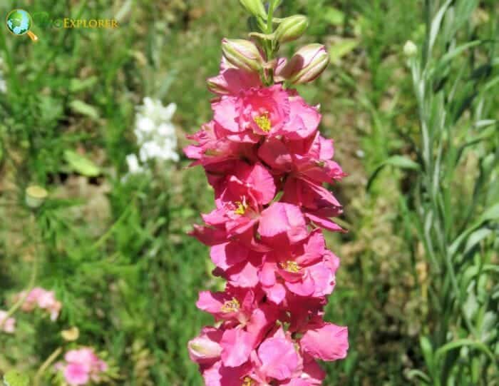 Pink Larkspur Flowers