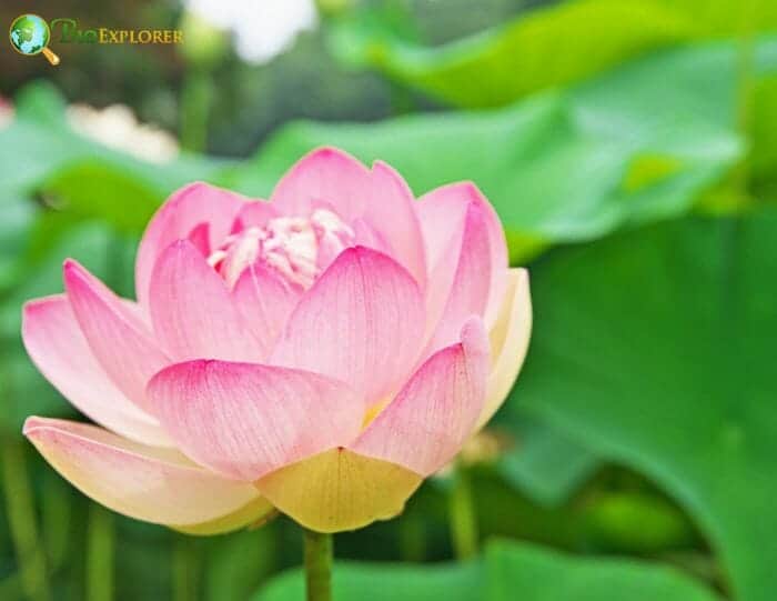 Pink Lotus Flowers