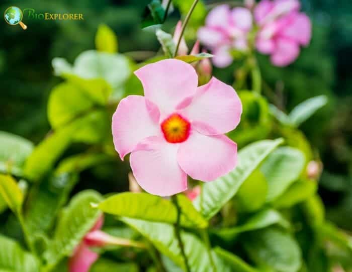 Pink Mandevilla Flowers