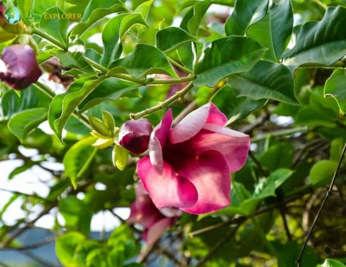 Pink Mandevilla