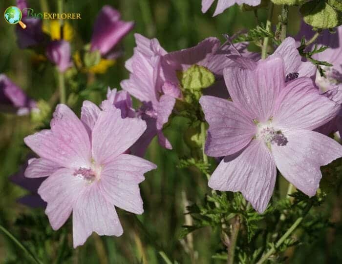 Pink Musk Mallow