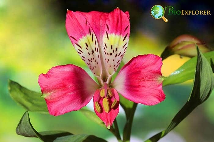 Pink Peruvian Lily