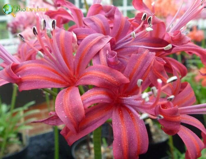 Pink Tinsel Lilies