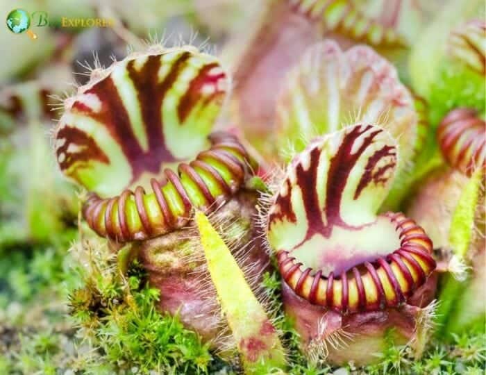 Pitcher Plant