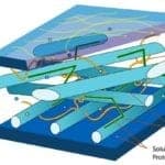 Plant Cell Wall