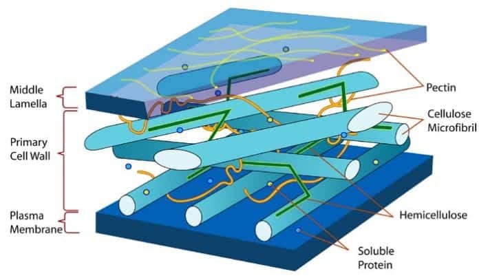 Plant Cell Wall