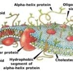 plasma membrane functions