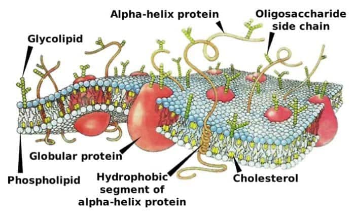 plasma membrane functions