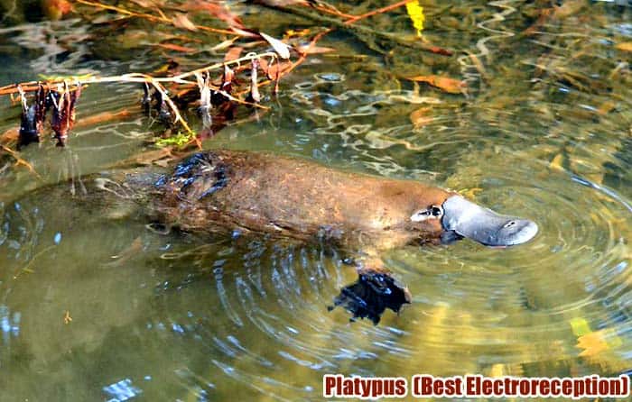 Platypus (Electroreception)