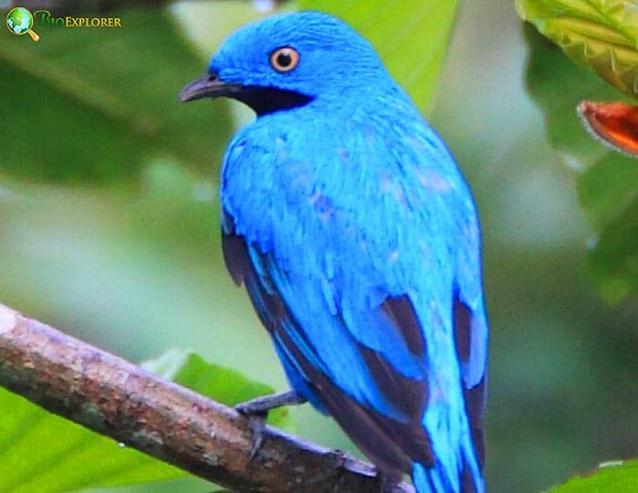 Plum-throated Cotinga