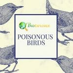 Poisonous Birds