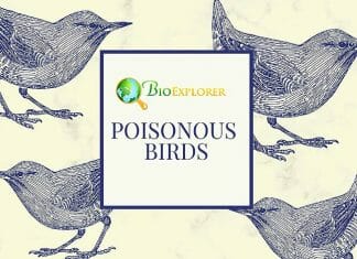 Poisonous Birds