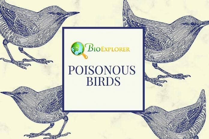 Poisonous Birds