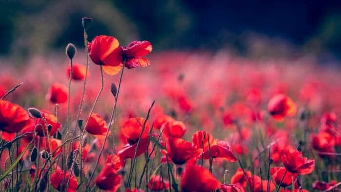 Poppy Flower Papaveroideae