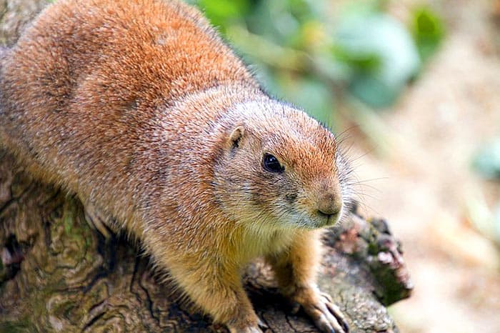 Prairie Dogs