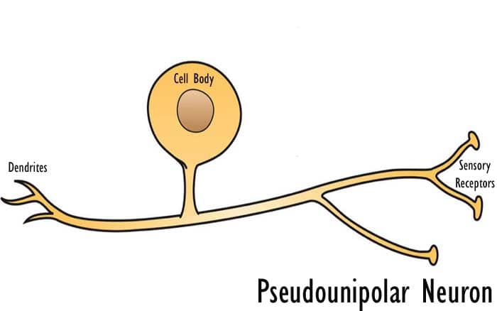 Pseudounipolar Neuron