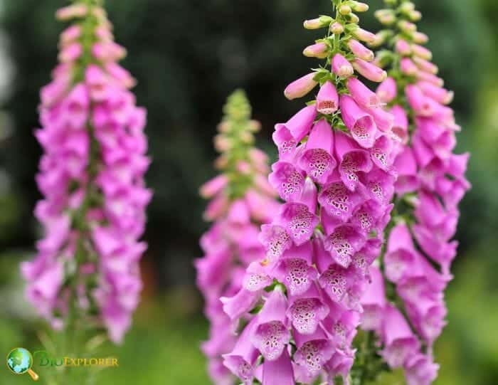 Purple Foxglove