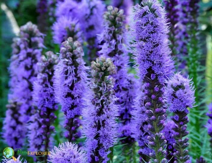 Purple Gayfeather Flowers