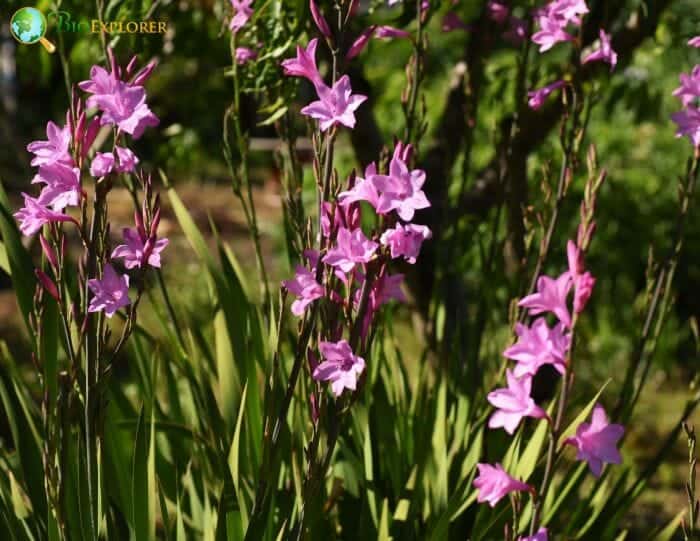 Purple Gladiolus Flowers